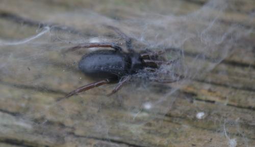 Trachyzelotes pedestris